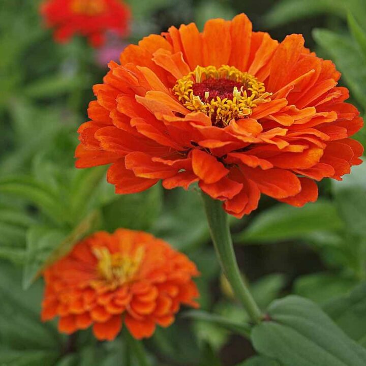 Flower Zinnia Growing Minneopa Orchards