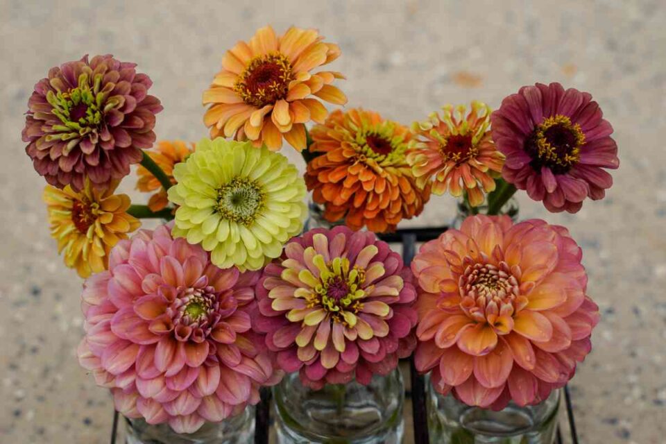 Queen Red Lime Zinnias Learn How to Grow and Enjoy These Beautiful