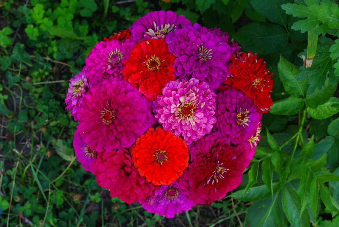 State Fair Zinnias All You Need to Know About These Amazing Flowers