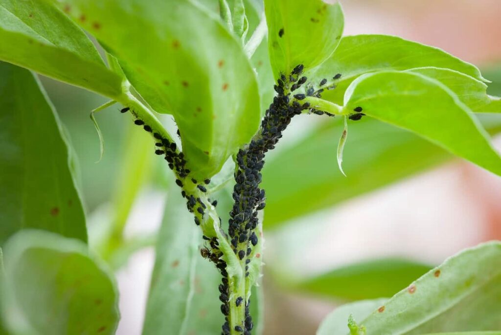 How To Identify Treat And Eliminate 5 Pumpkin Pests Minneopa Orchards