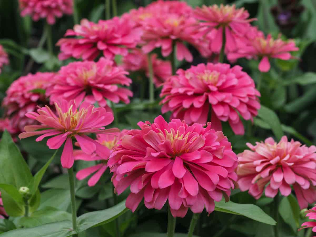 All About Benary's Giant Zinnias Minneopa Orchards