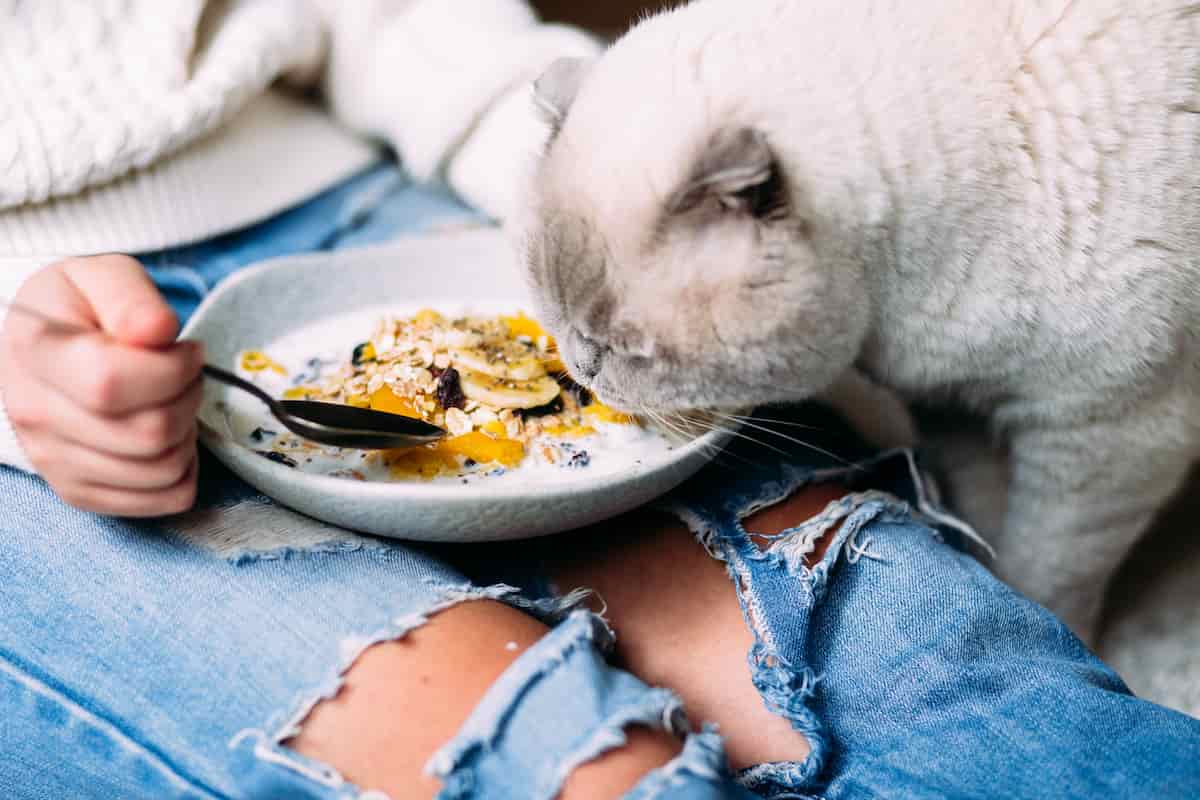 Can Cats Eat Bananas? Minneopa Orchards