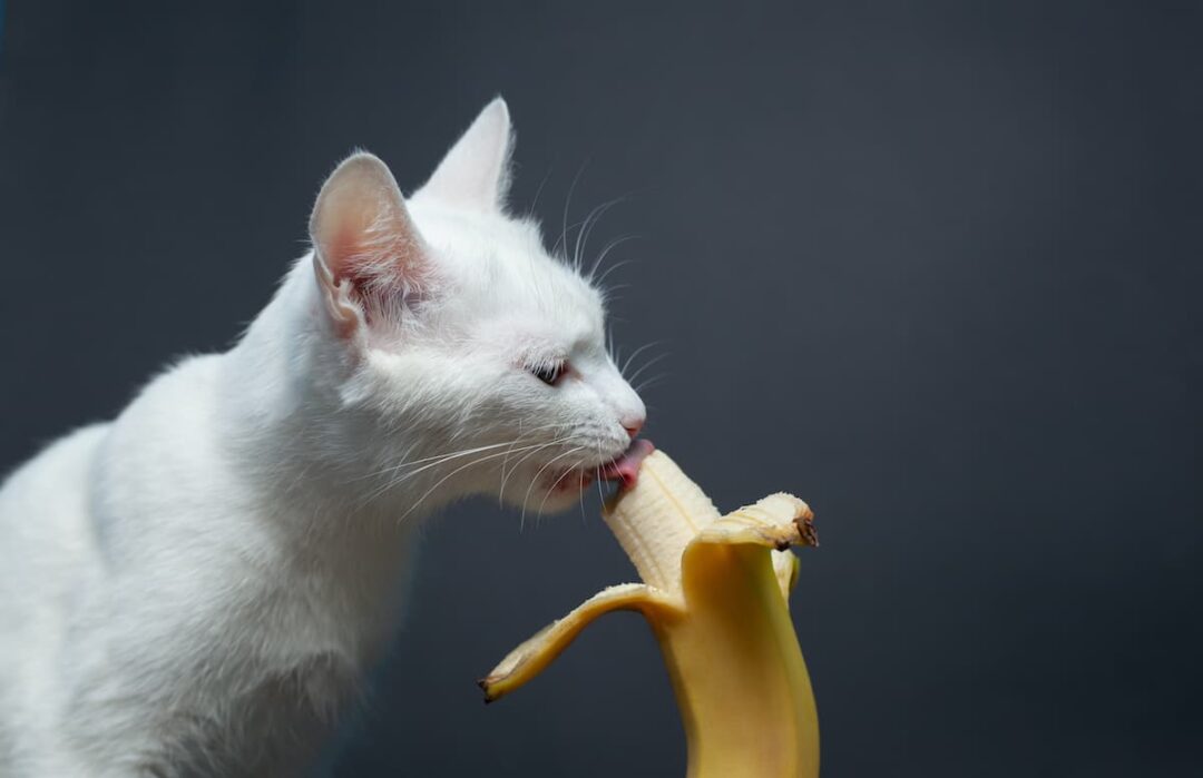 Can Cats Eat Bananas? Minneopa Orchards
