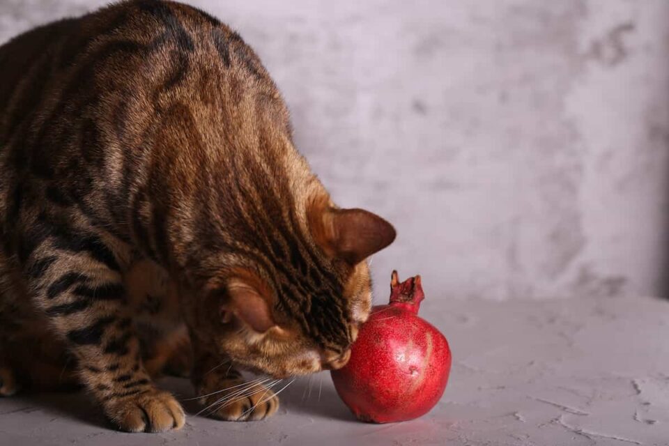 Can Cats Eat Pomegranates? Minneopa Orchards