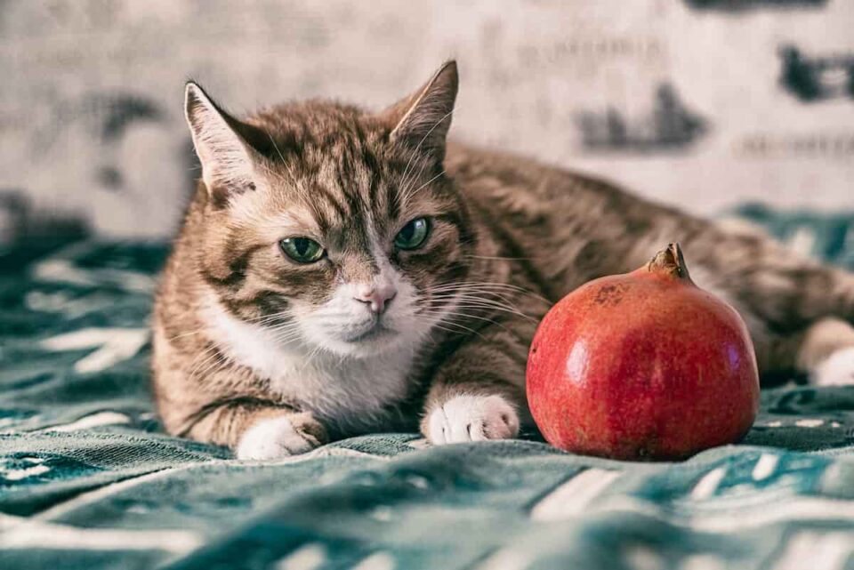 Can Cats Eat Pomegranates? Minneopa Orchards