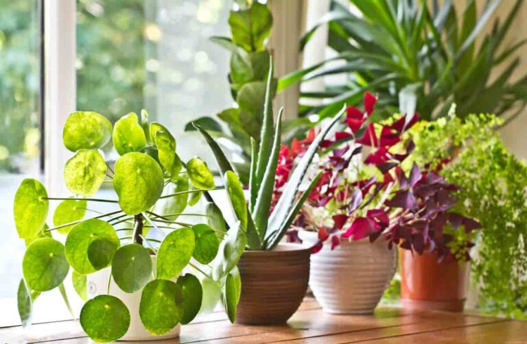 The Best Indoor Gardening Plants to Grow Minneopa Orchards