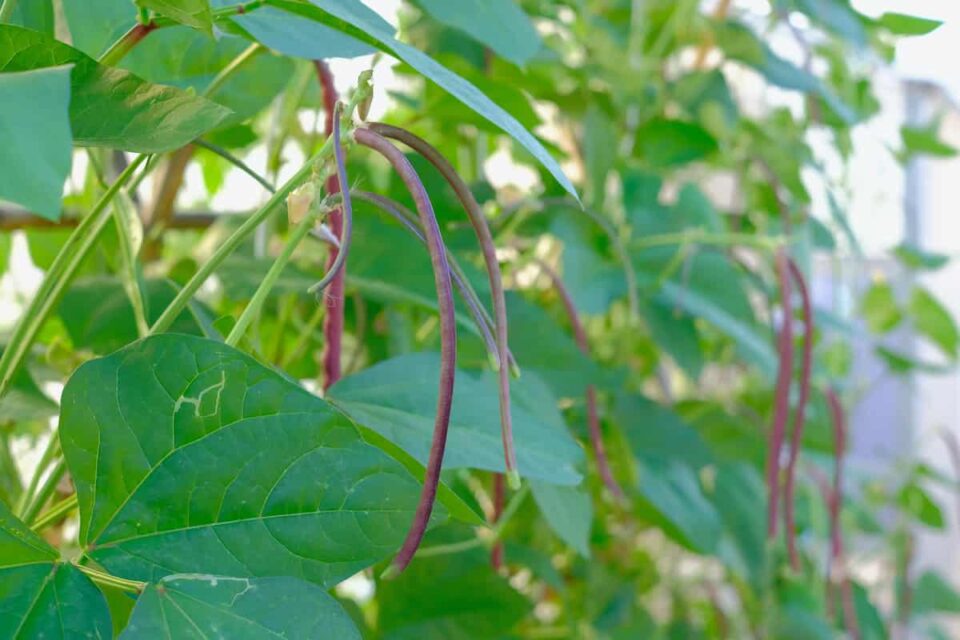 11 Kinds of Yard Long Beans Minneopa Orchards