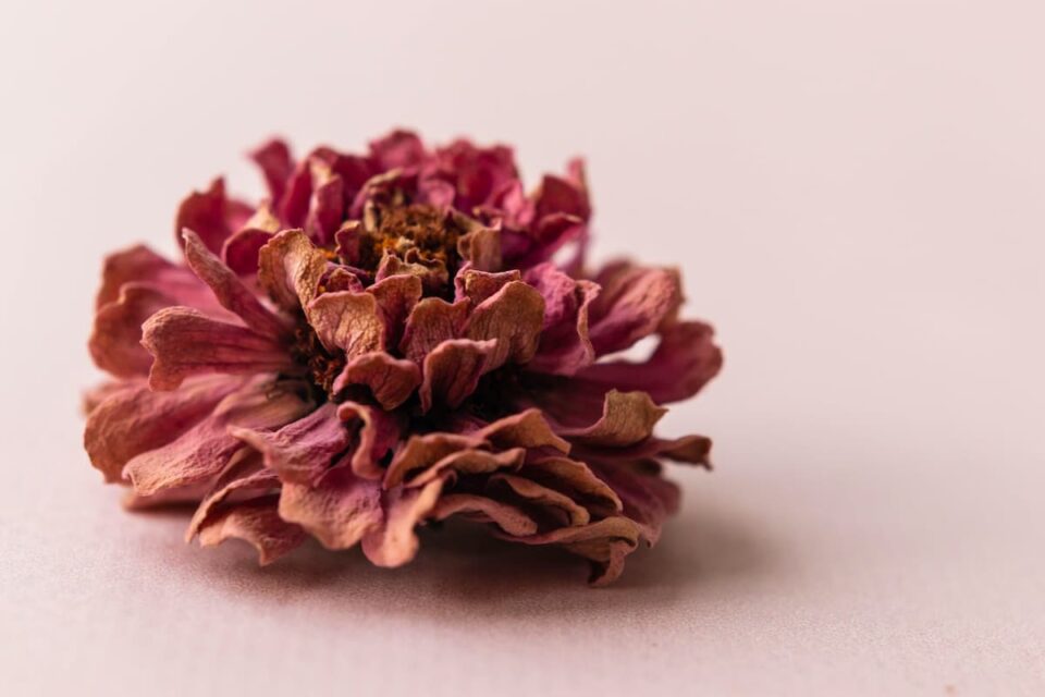 How to Harvest Zinnia Seeds Everything You Need to Know Minneopa