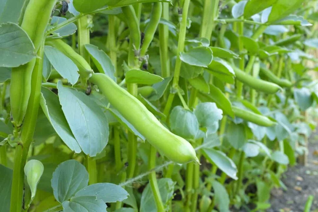 Aquadulce Fava Beans Minneopa Orchards