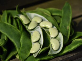 7 Kinds of Lima Beans to Know About - Minneopa Orchards