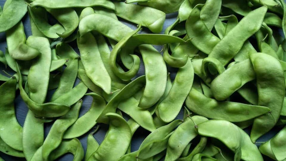 King of the Garden Lima Beans Minneopa Orchards