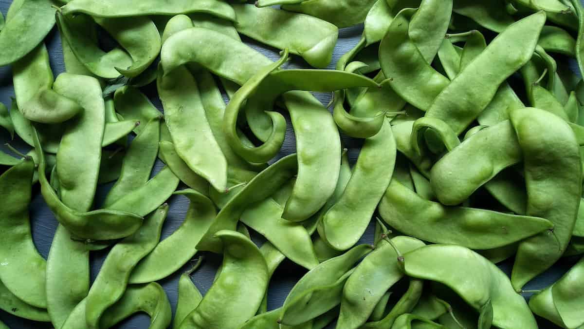 King of the Garden Lima Beans Minneopa Orchards