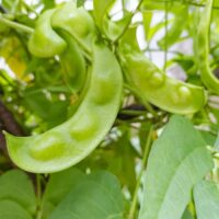 Closeup of lima bean pods on a plant.