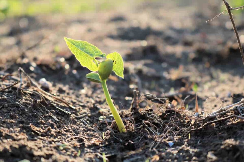 King of the Garden Lima Beans Minneopa Orchards