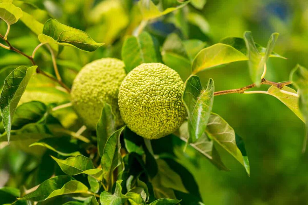The Osage Orange Tree Minneopa Orchards