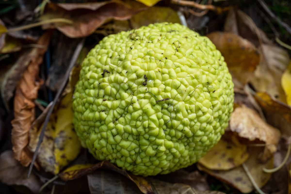 The Osage Orange Tree Minneopa Orchards