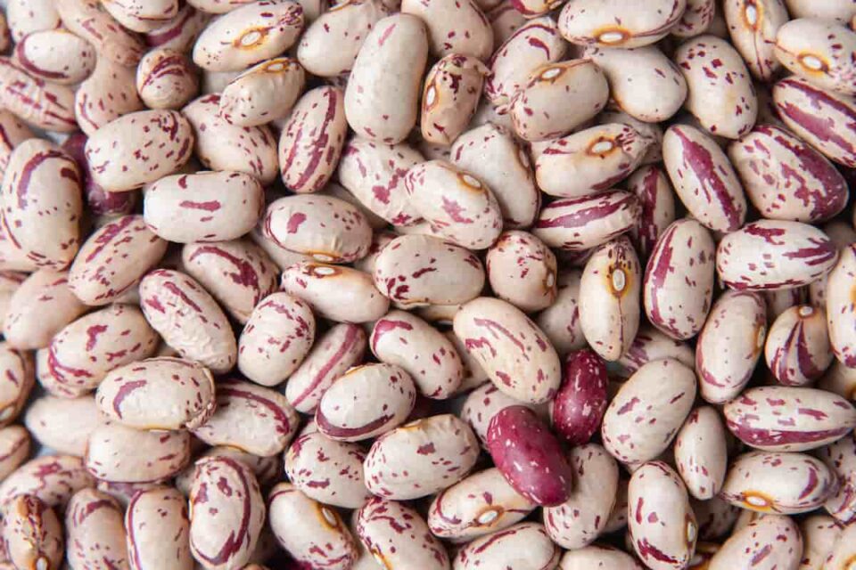 All About Pinto Beans - Minneopa Orchards