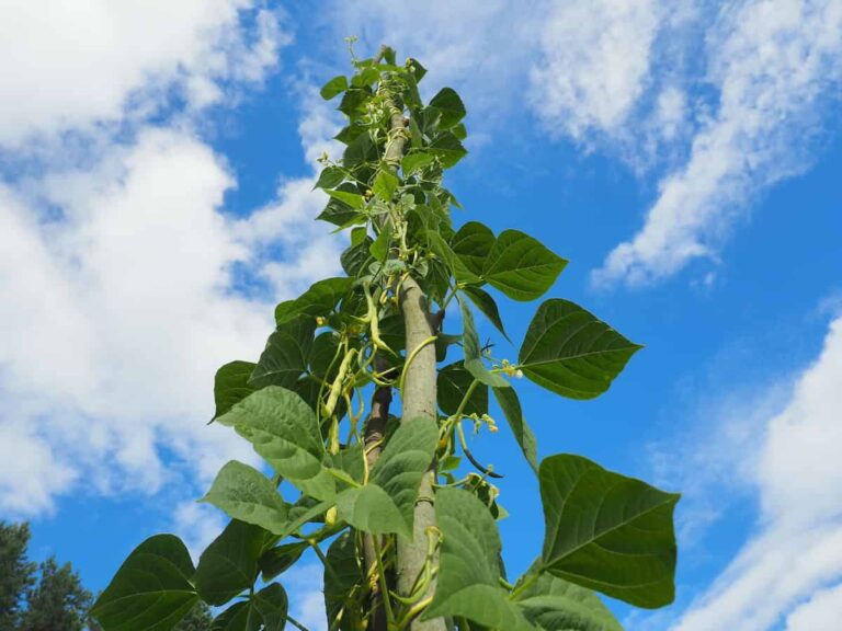 King of the Garden Lima Beans Minneopa Orchards