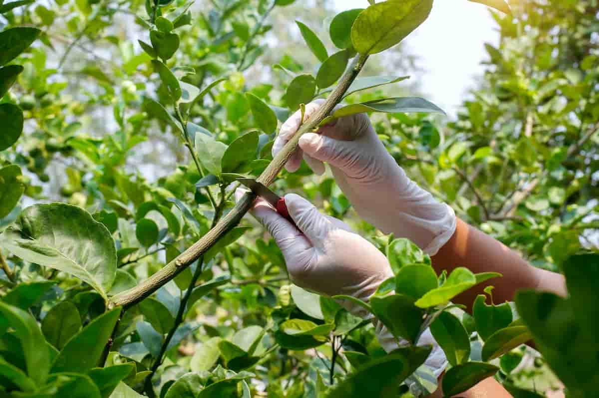 What to Know About Grafting a Lemon Tree Minneopa Orchards