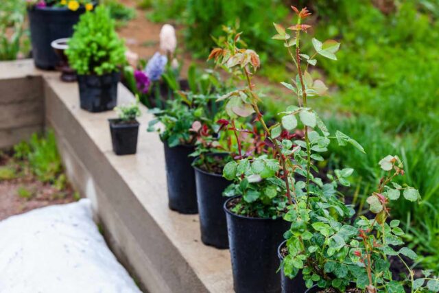 How To Grow Roses From Seeds 3 Different Ways - Minneopa Orchards