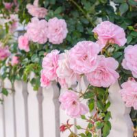 Roses