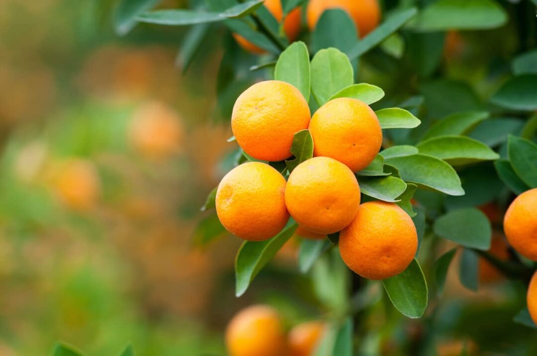 The Dwarf Brown Select Satsuma Minneopa Orchards