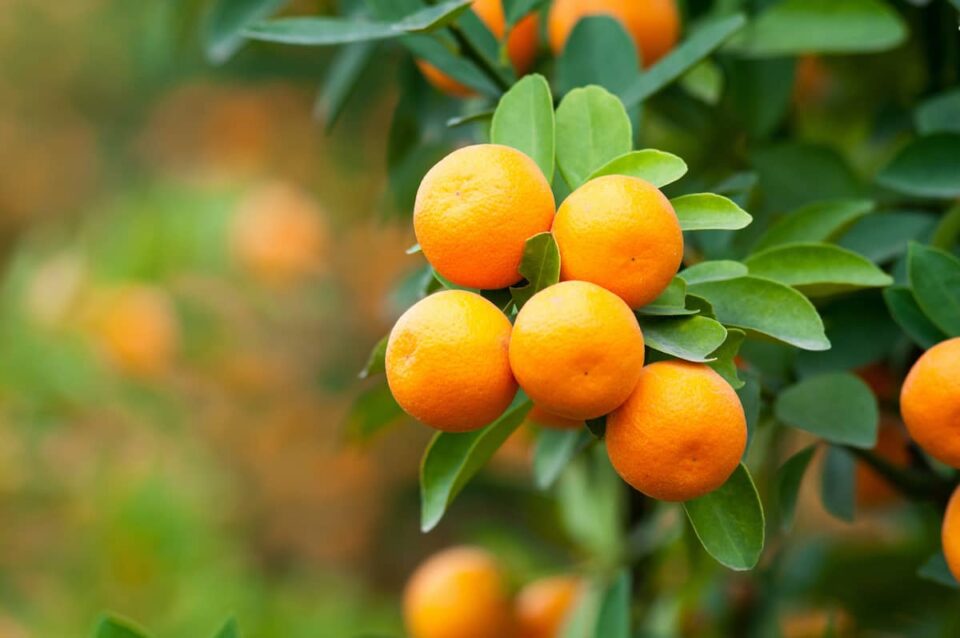 The Dwarf Brown Select Satsuma Minneopa Orchards