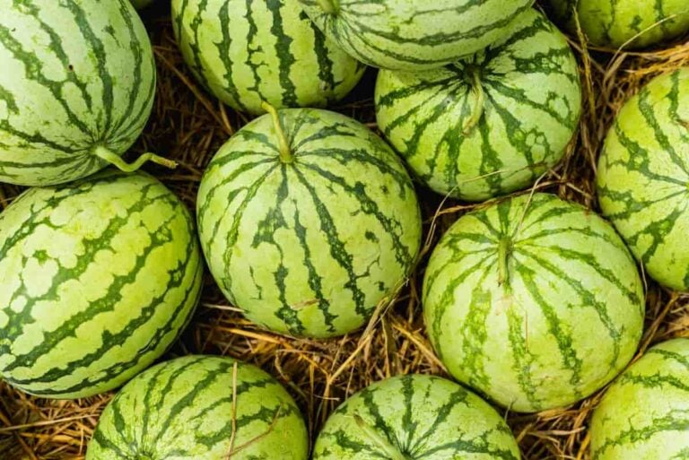 All About Icebox Watermelons Minneopa Orchards