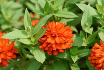 The Amazing Zahara Zinnia: Everything You Need to Know - Minneopa Orchards