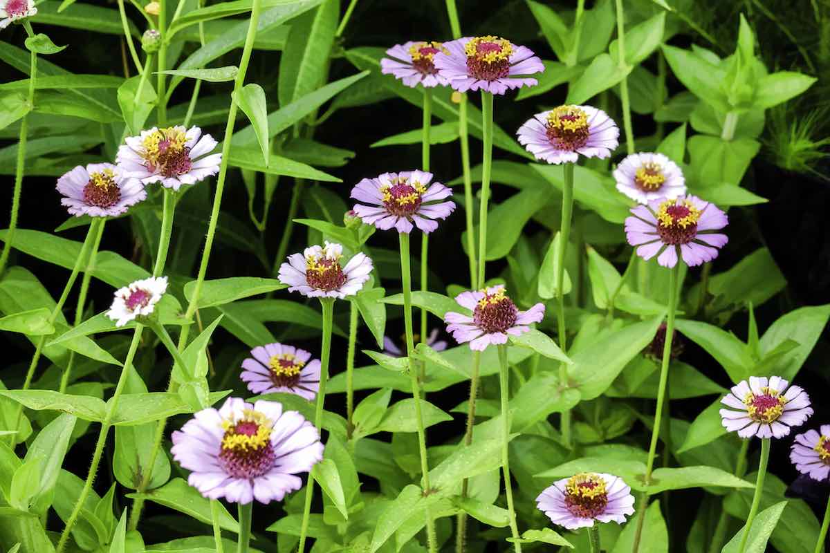 3 Fun Facts About The Zinderella Zinnia Minneopa Orchards