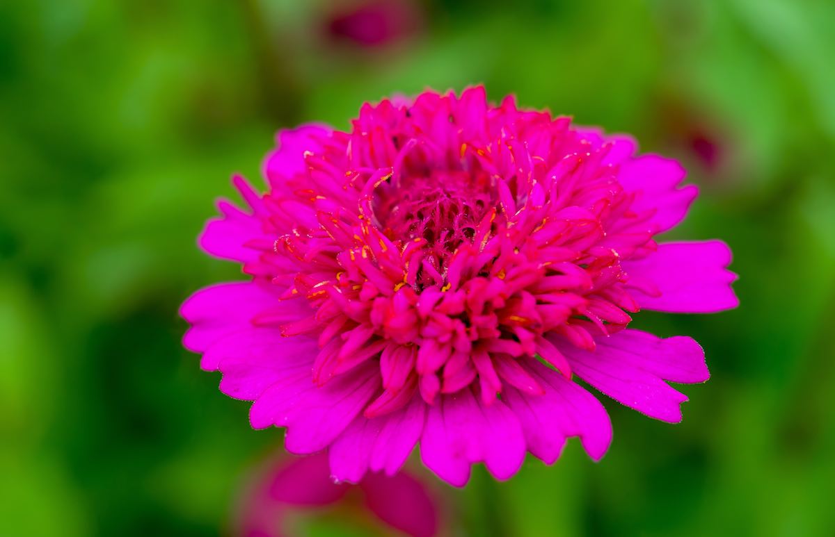 3 Fun Facts About The Zinderella Zinnia Minneopa Orchards
