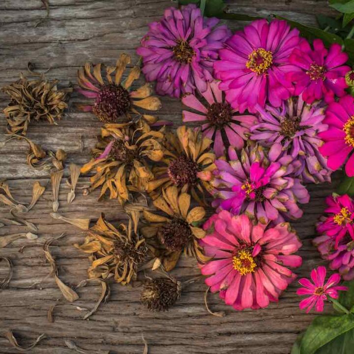 Flower Zinnia Growing Minneopa Orchards