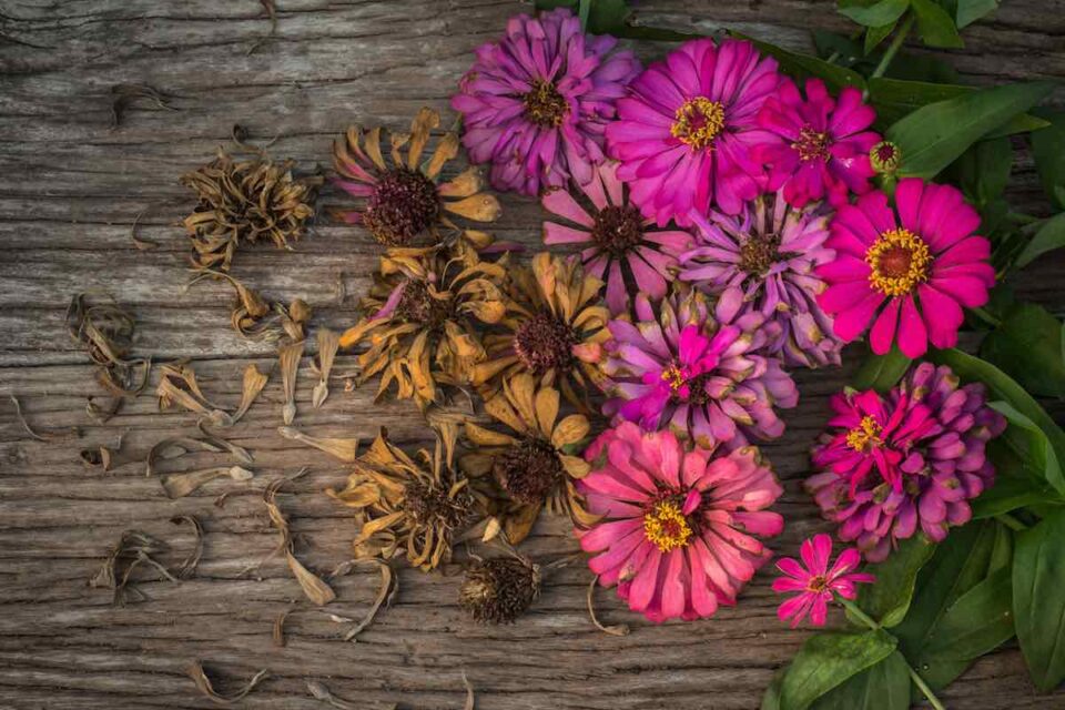 How Do You Plant Zinnia Seeds Outside at Donnie Ellis blog