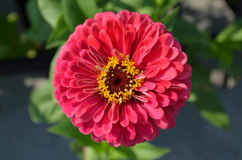 The 5 Zinnia Growth Stages Minneopa Orchards