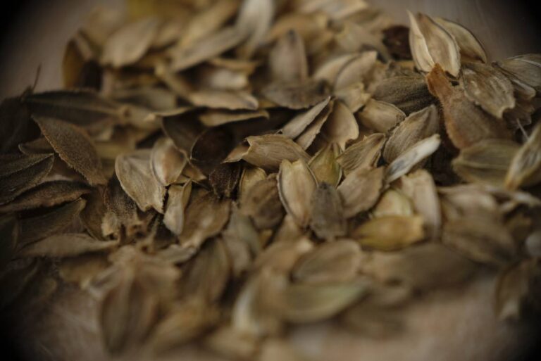 How to Harvest Zinnia Seeds Everything You Need to Know Minneopa