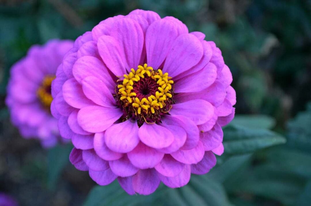 The 5 Zinnia Growth Stages - Minneopa Orchards