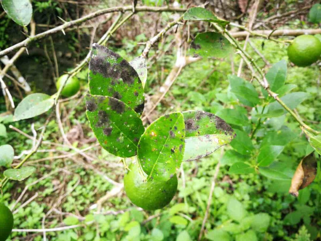How To Identify And Treat Kumquat Diseases Minneopa Orchards how-to-identify-and-treat-kumquat-diseases-minneopa-orchards