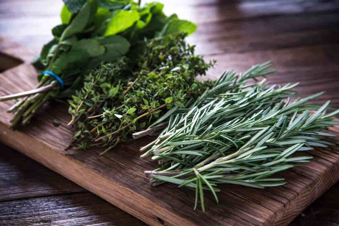 How to care for herbs, How To Grow And Care For Rosemary Plants