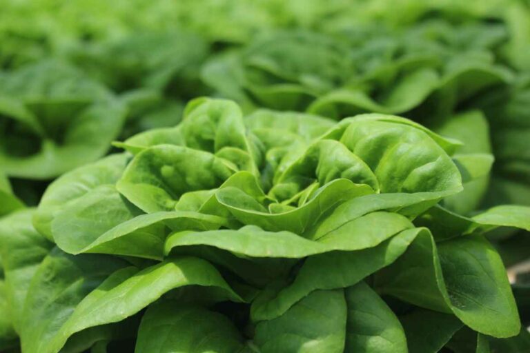 Buttercrunch Lettuce Everything You Need to Know to Grow and Enjoy It