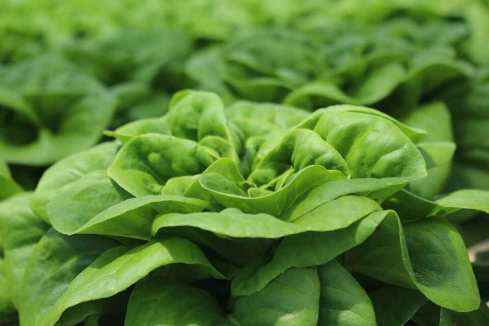 Buttercrunch Lettuce Everything You Need to Know to Grow and Enjoy It