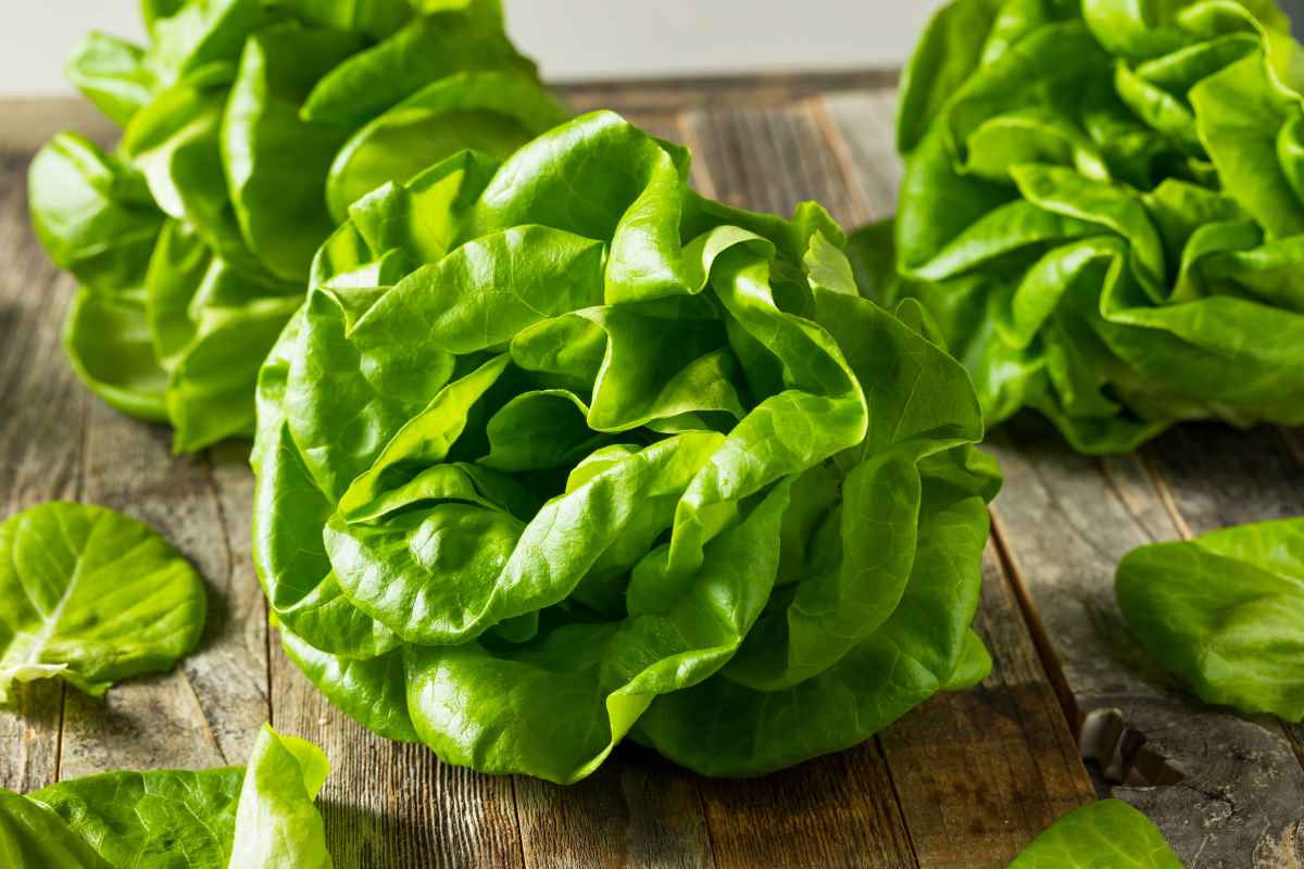 Butterhead Lettuce How to Plant, Grow, and Enjoy This Delicacy