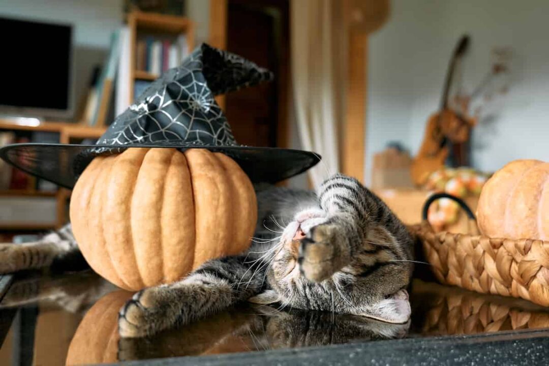 Can Cats Eat Pumpkins? Minneopa Orchards