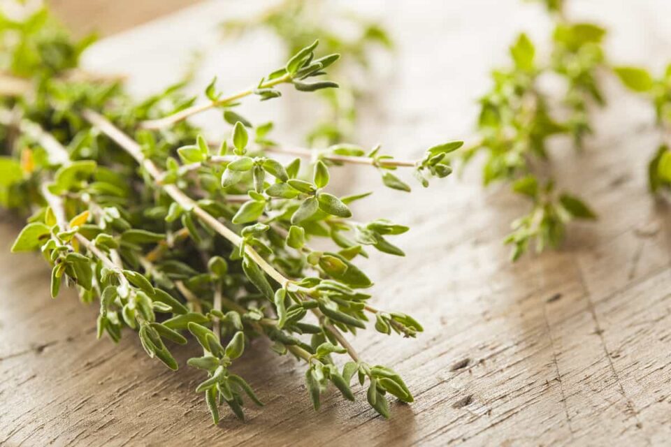 How to Plant Thyme Minneopa Orchards