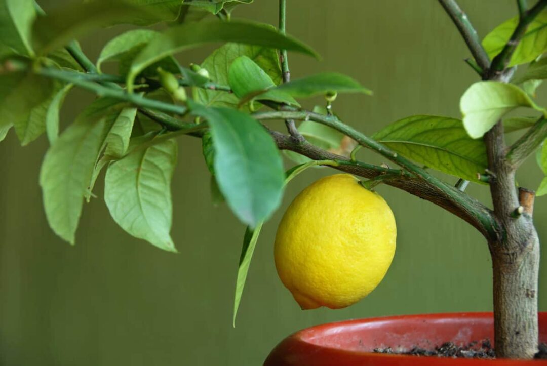 How to Plant a Lemon Tree Minneopa Orchards