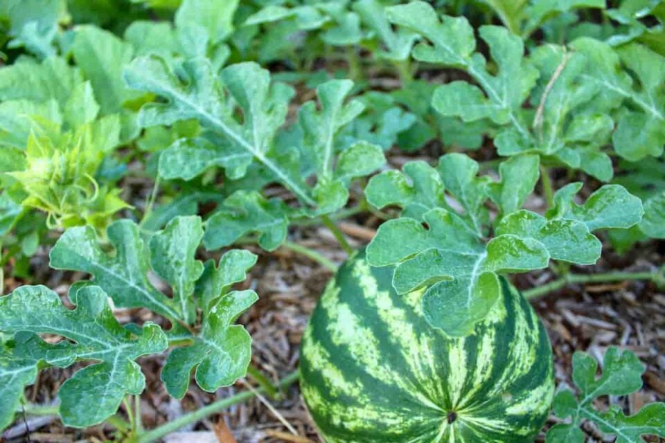 The Crimson Sweet Watermelon Minneopa Orchards