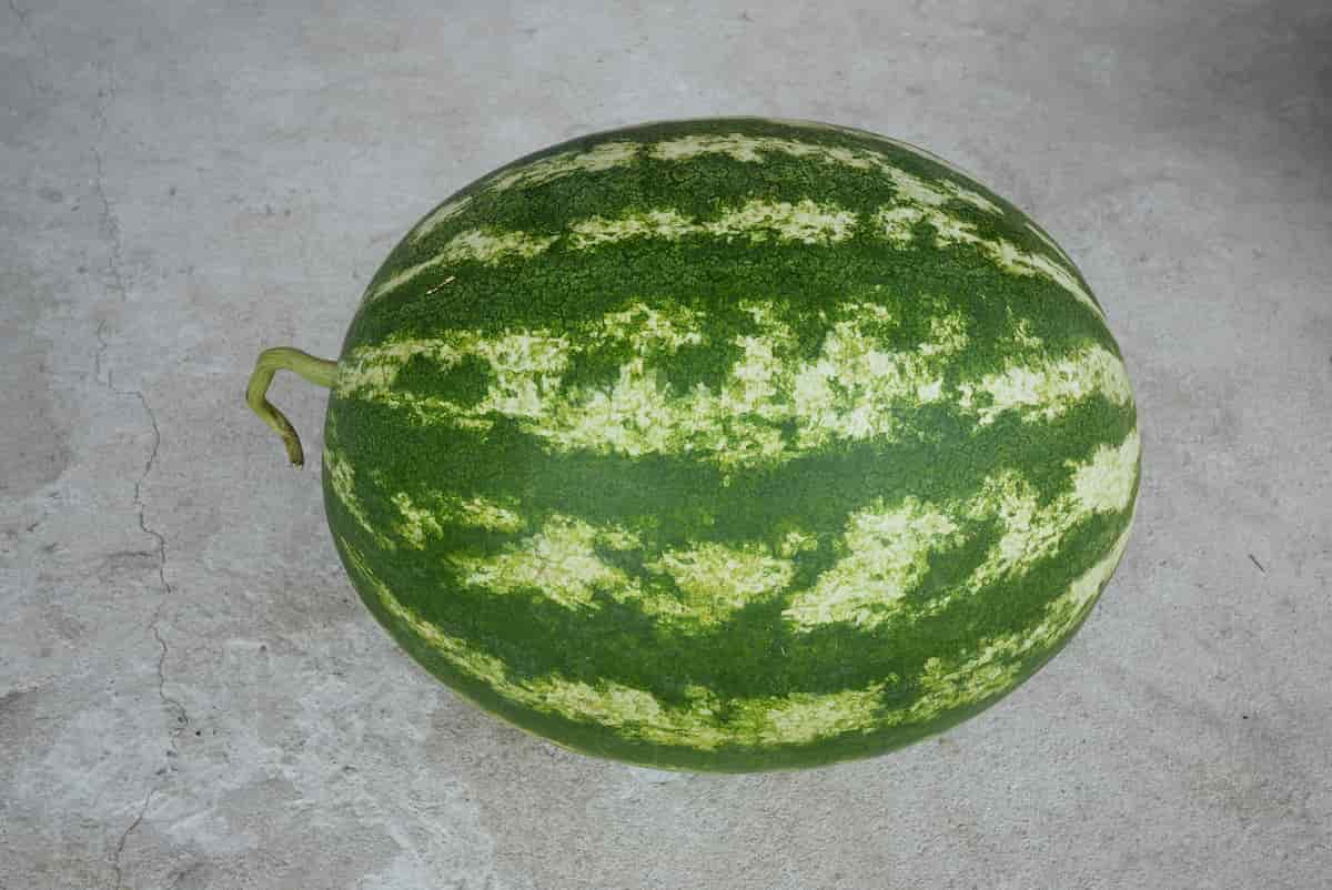 The Crimson Sweet Watermelon Minneopa Orchards
