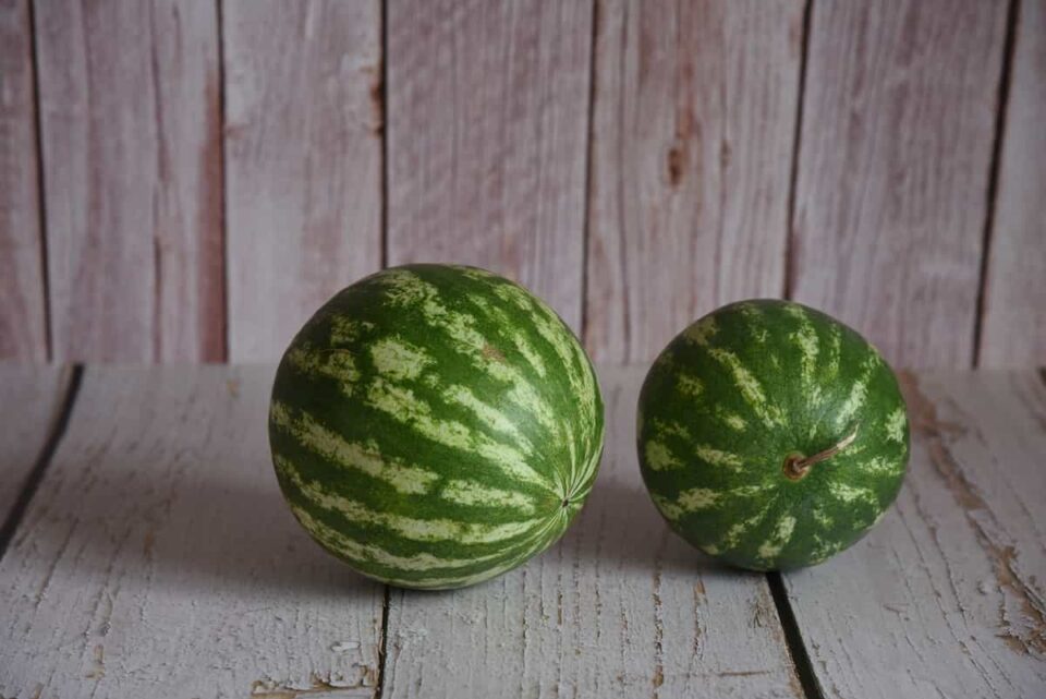The Crimson Sweet Watermelon Minneopa Orchards