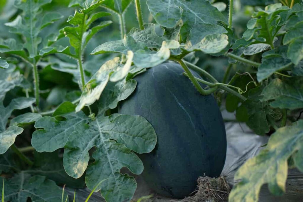 7 Kinds Of Giant Watermelons Minneopa Orchards