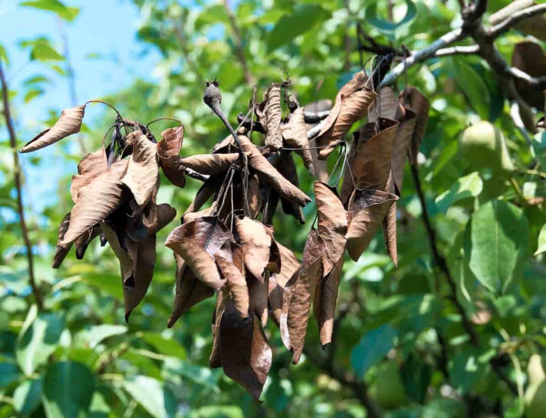 The Guide to Pruning Kumquat Trees Minneopa Orchards