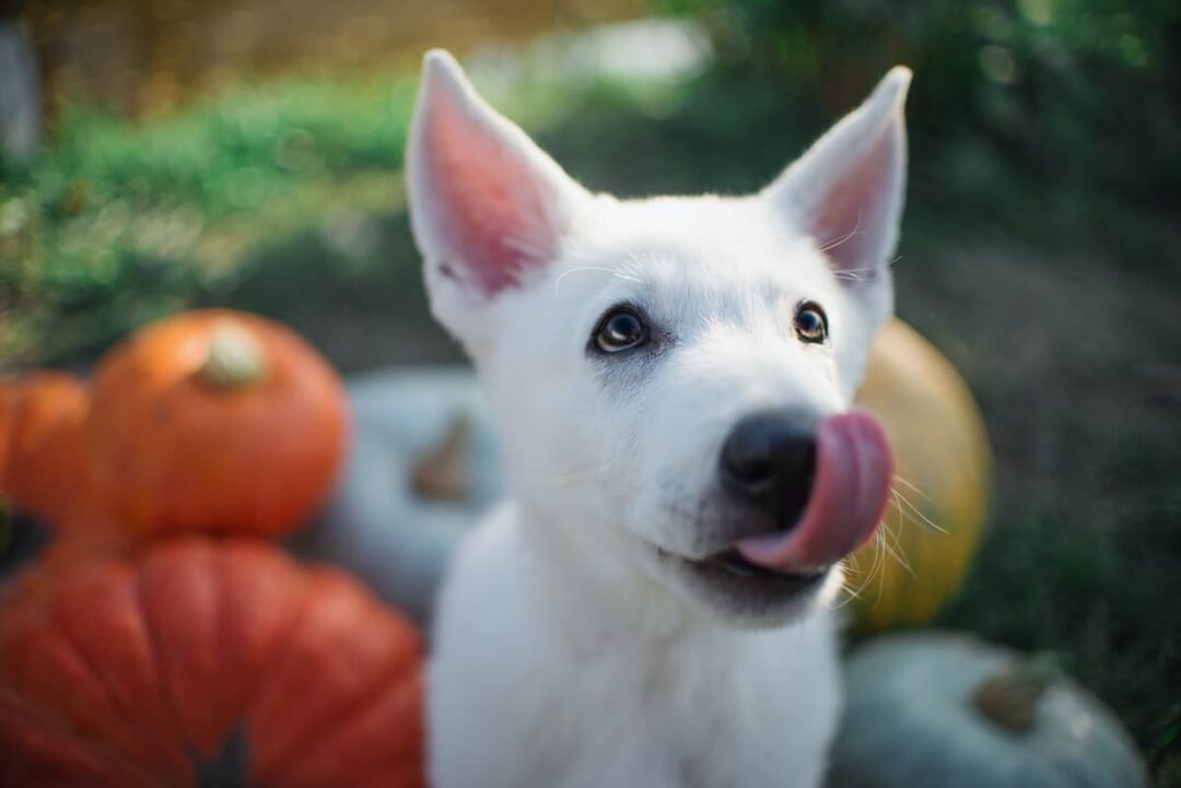 Can Dogs Eat Pumpkin Seeds? Minneopa Orchards